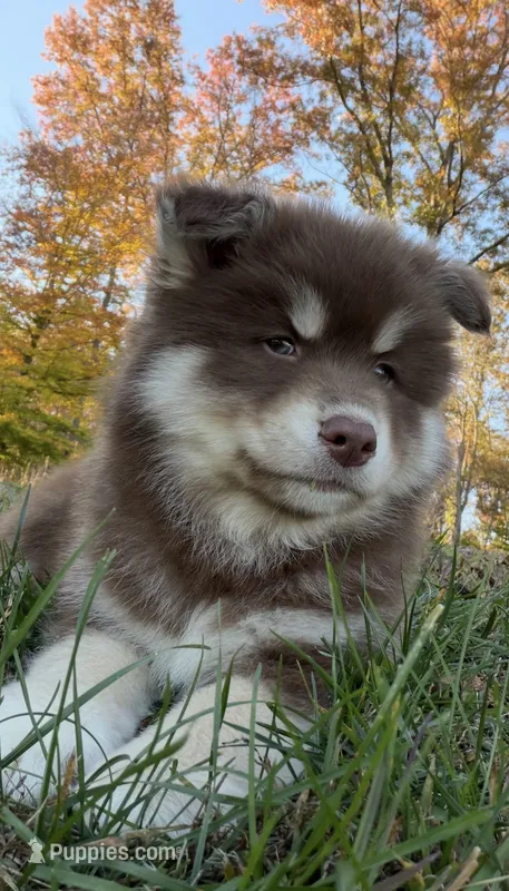 Hugo – Pomsky puppy for sale in Lancaster, OH