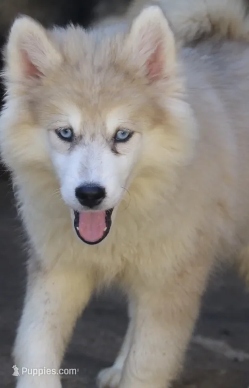 Angel – Pomsky puppy for sale in Lancaster, OH