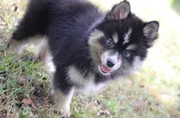 Thunder , a male Pomsky for sale in Lancaster, OH – 2 of 4