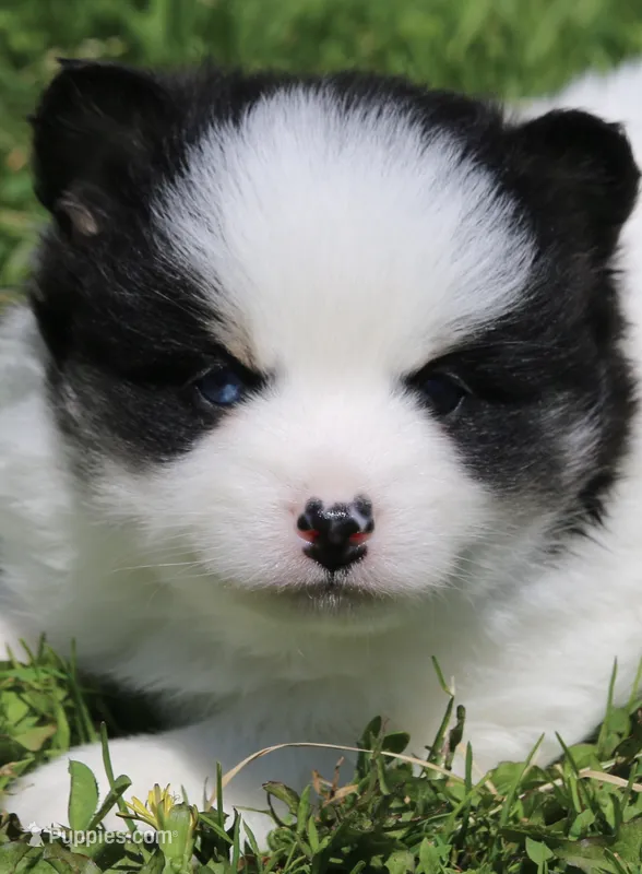 Paisley  – Pomsky puppy for sale in Lancaster, OH
