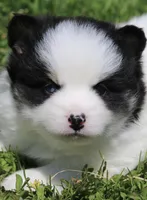 Paisley , a female Pomsky for sale in Lancaster, OH – 1 of 4