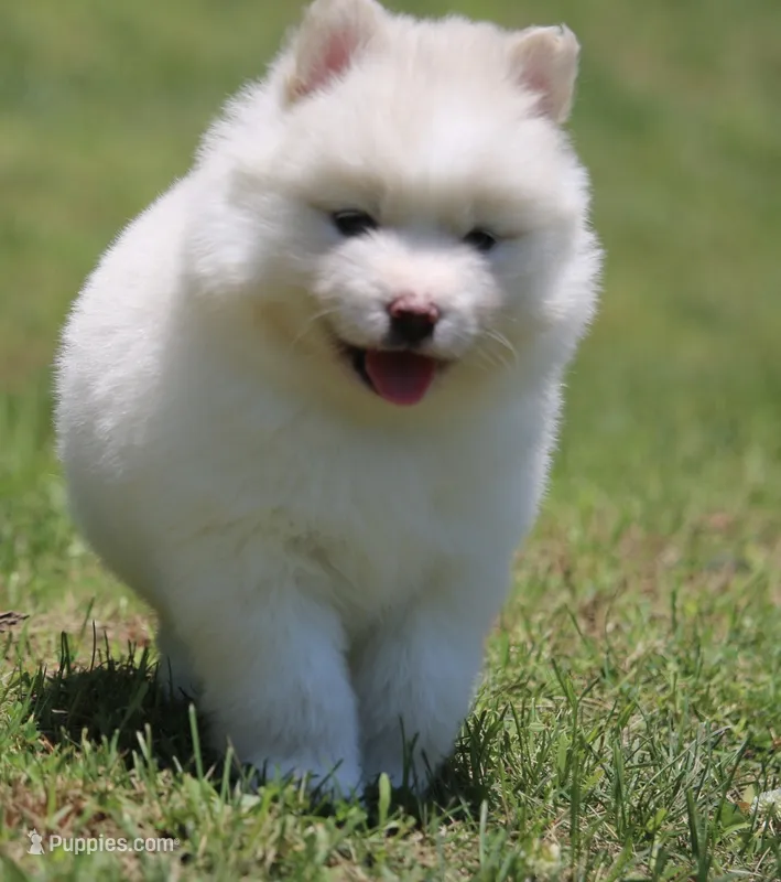Frosty – Pomsky puppy for sale in Lancaster, OH