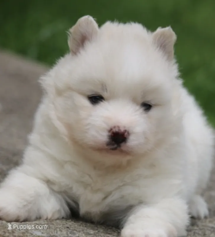 Frosty – Pomsky puppy for sale in Lancaster, OH