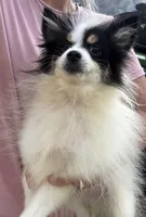 Trey, a male Pomsky for sale in Lancaster, OH – 2 of 2