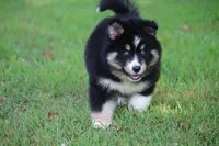 Sparkles, a female Pomsky for sale in Lancaster, OH – 4 of 6