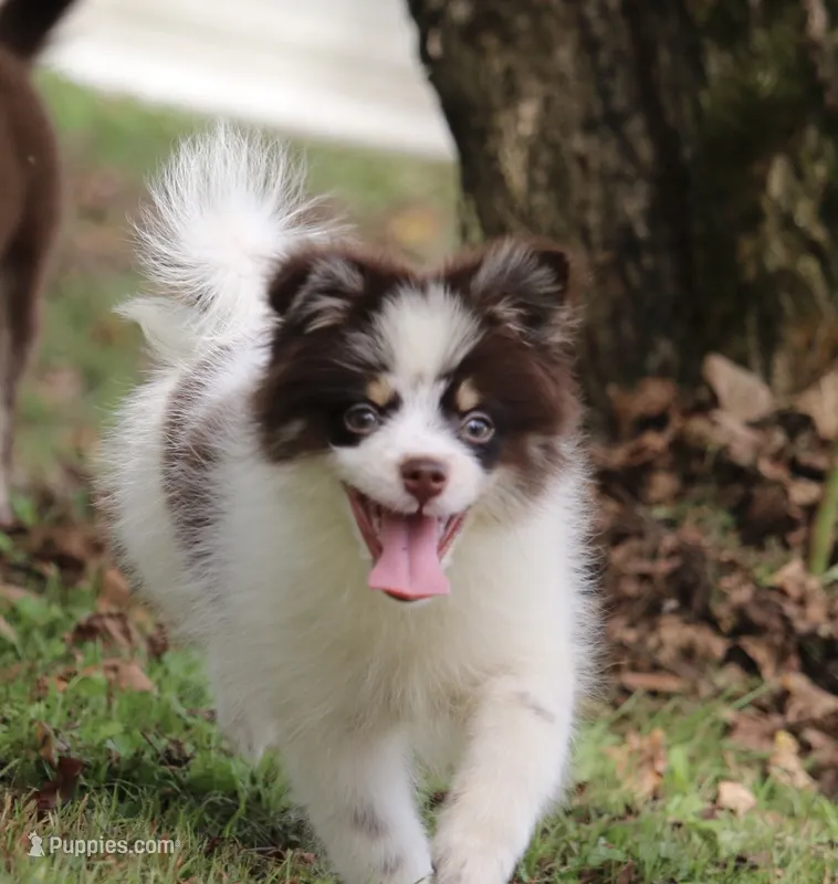 Nugget – Pomsky puppy for sale in Lancaster, OH