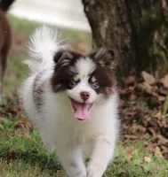 Nugget, a male Pomsky for sale in Lancaster, OH – 1 of 9