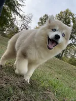 Angel, a female Pomsky for sale in Lancaster, OH – 4 of 5