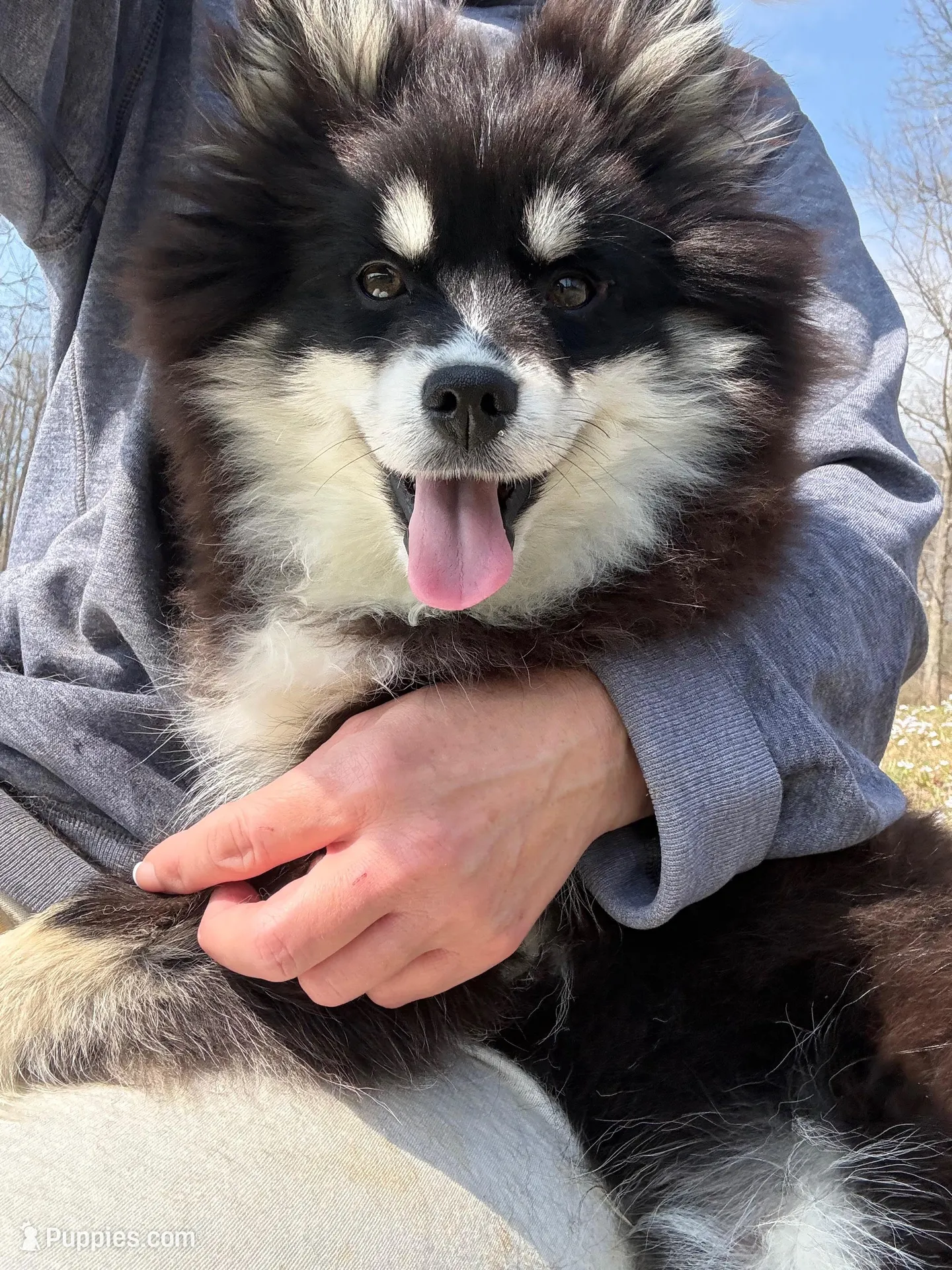 Grizzly – Pomsky puppy for sale in Lancaster, OH