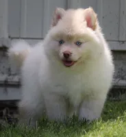 Cotton, a female Pomsky for sale in Lancaster, OH – 5 of 10