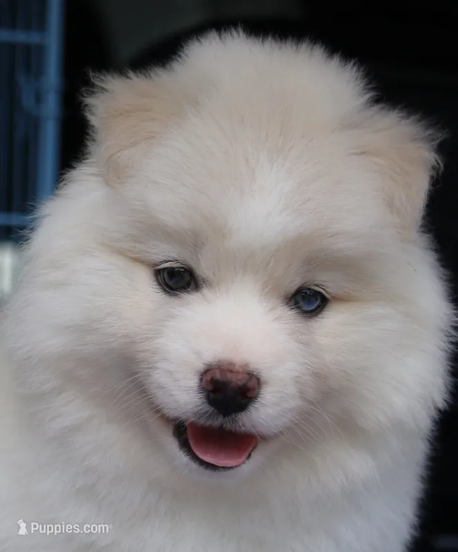 Frosty – Pomsky puppy for sale in Lancaster, OH