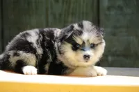 Soeckles, a female Pomsky for sale in Lancaster, OH – 5 of 6