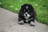 Deana, a female Pomsky for sale in Lancaster, OH – 5 of 6