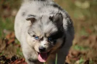 Spanky, a male Pomsky for sale in Lancaster, OH – 3 of 5