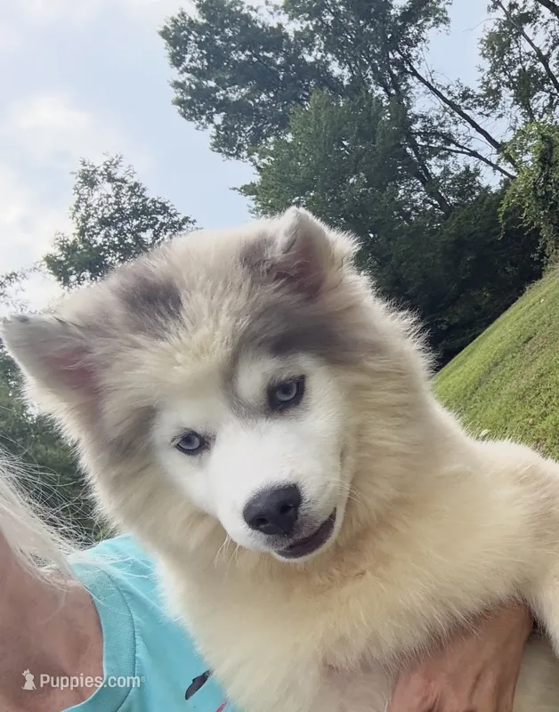 Merle – Pomsky puppy for sale in Lancaster, OH