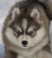 Evan, a male Pomsky for sale in Lancaster, OH – Photo 1 of 10