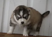 Evan, a male Pomsky for sale in Lancaster, OH – Photo 10 of 10