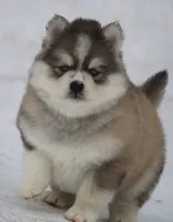 Evan, a male Pomsky for sale in Lancaster, OH – Photo 6 of 10