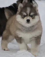 Evan, a male Pomsky for sale in Lancaster, OH – Photo 5 of 10