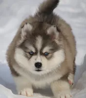 Evan, a male Pomsky for sale in Lancaster, OH – Photo 2 of 10