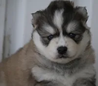 Evan, a male Pomsky for sale in Lancaster, OH – Photo 9 of 10