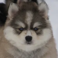 Evan, a male Pomsky for sale in Lancaster, OH – Photo 4 of 10