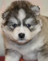 Evan, a male Pomsky for sale in Lancaster, OH – Photo 7 of 10