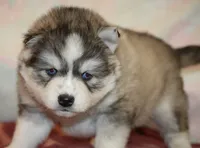 Evan, a male Pomsky for sale in Lancaster, OH – Photo 8 of 10