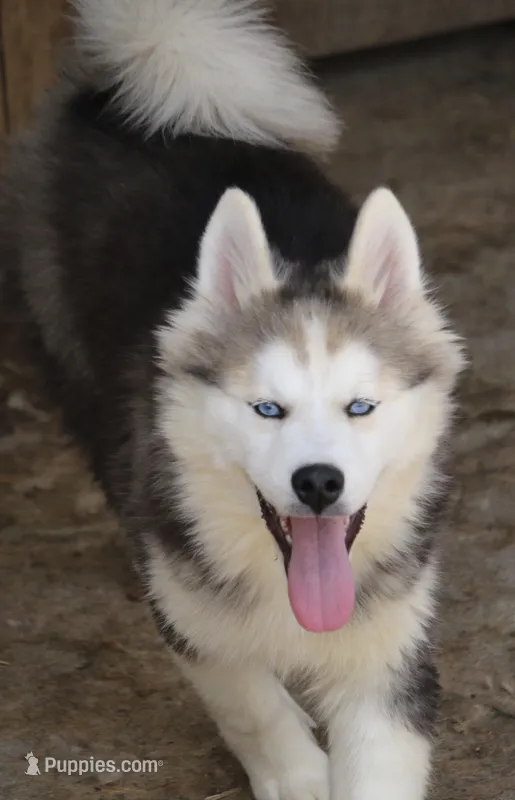 Ethan – Pomsky puppy for sale in Lancaster, OH