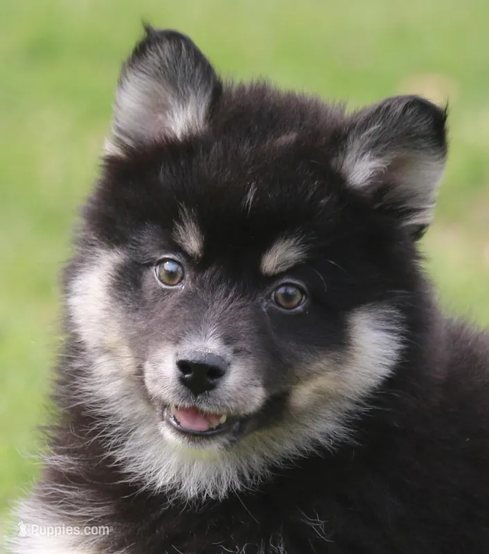 Elliott – Pomsky puppy for sale in Lancaster, OH