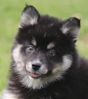 Elliott, a male Pomsky for sale in Lancaster, OH – Photo 1 of 7