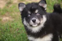 Elliott, a male Pomsky for sale in Lancaster, OH – Photo 6 of 7