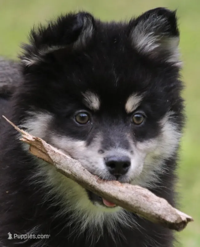 Elliott – Pomsky puppy for sale in Lancaster, OH