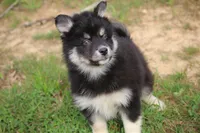 Elliott, a male Pomsky for sale in Lancaster, OH – Photo 7 of 7
