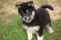 Elliott, a male Pomsky for sale in Lancaster, OH – Photo 5 of 7