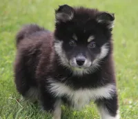 Elliott, a male Pomsky for sale in Lancaster, OH – Photo 3 of 7