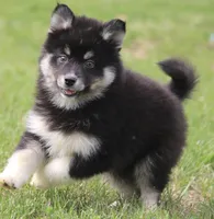 Elliott, a male Pomsky for sale in Lancaster, OH – Photo 2 of 7