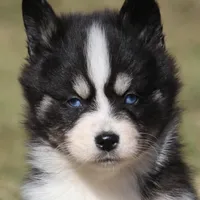 Sawyer, a male Pomsky for sale in Lancaster, OH – Photo 7 of 10