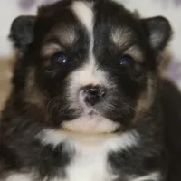 Sawyer, a male Pomsky for sale in Lancaster, OH – Photo 8 of 10