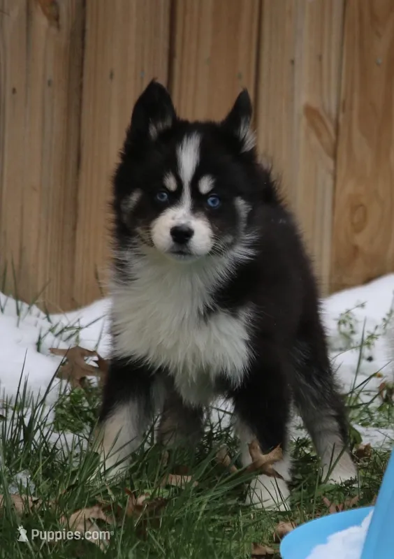 Sawyer – Pomsky puppy for sale in Lancaster, OH