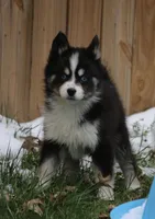 Sawyer, a male Pomsky for sale in Lancaster, OH – Photo 1 of 10