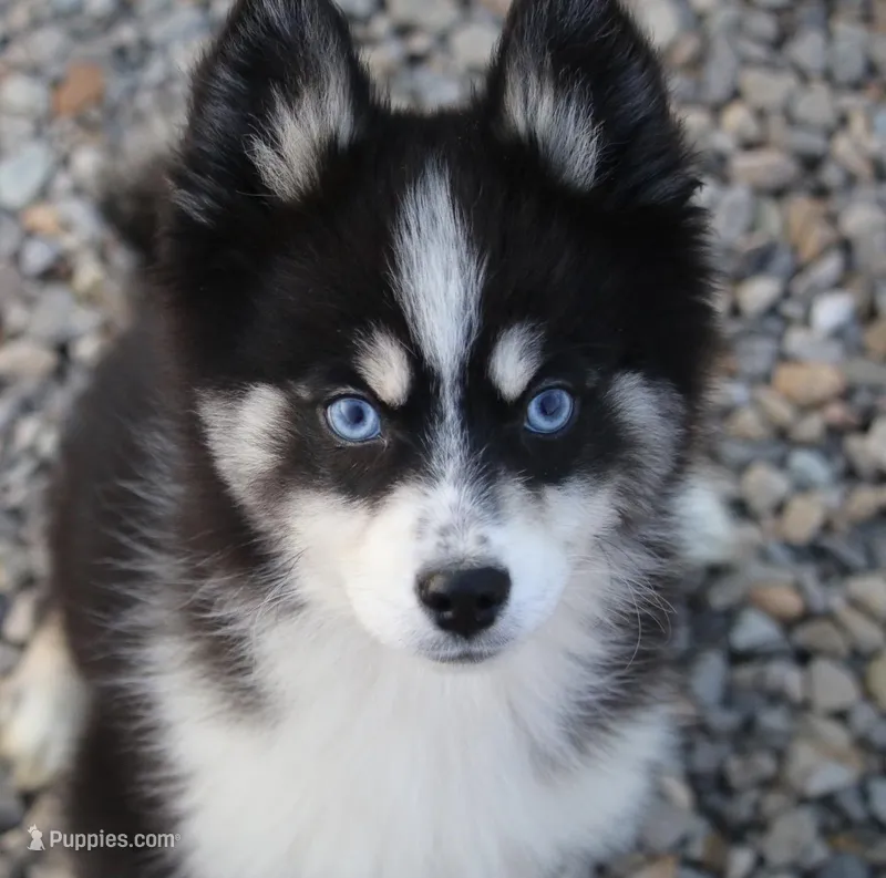 Sawyer – Pomsky puppy for sale in Lancaster, OH