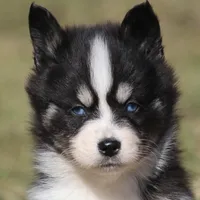 Sawyer, a male Pomsky for sale in Lancaster, OH – Photo 5 of 10