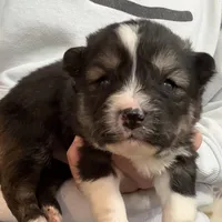 Sawyer, a male Pomsky for sale in Lancaster, OH – Photo 10 of 10