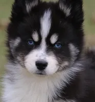 Sawyer, a male Pomsky for sale in Lancaster, OH – Photo 3 of 10