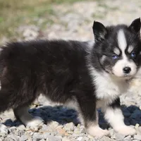 Sawyer, a male Pomsky for sale in Lancaster, OH – Photo 6 of 10