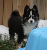 Sawyer, a male Pomsky for sale in Lancaster, OH – Photo 2 of 10