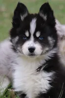 Sawyer, a male Pomsky for sale in Lancaster, OH – Photo 4 of 10