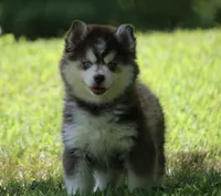 Dee, a female Pomsky for sale in Lancaster, OH – 4 of 5