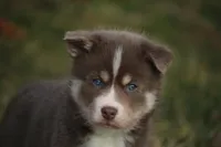 Lee, a male Pomsky for sale in Lancaster, OH – Photo 4 of 5